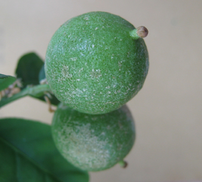 Botrytis Schäden an Früchten von Limette