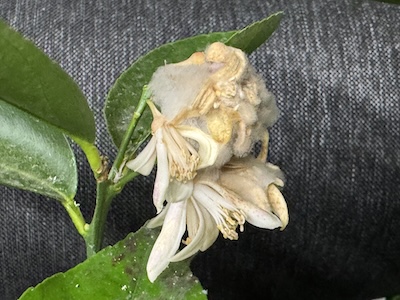 Grauschimmel an Blüten von Zitrone