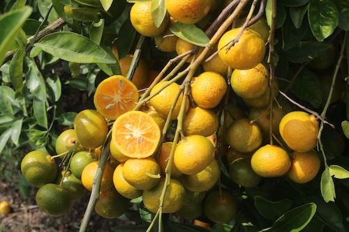 Citrus sunki ´Sunki;´ Mandarine