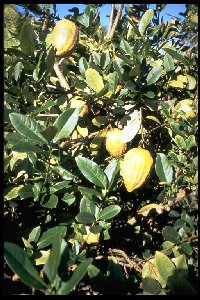 Citrus limonimedica 'Etrog'