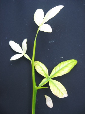 Stickstoffmangel an Poncirus trifoliata