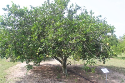Citrus aurantium 'Smooth Flat Seville', Baum im Florida Citrus Arboretum