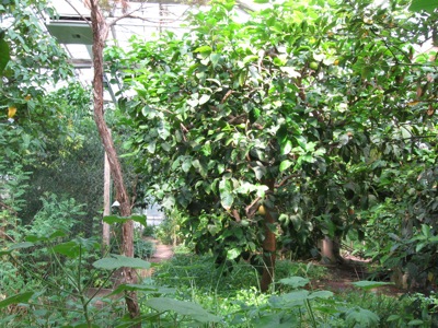 Citrus Bäume in der Orangerie