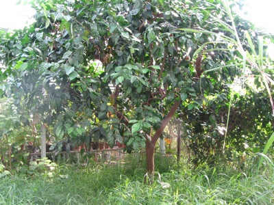 Sastuma Baum in der Orangerie