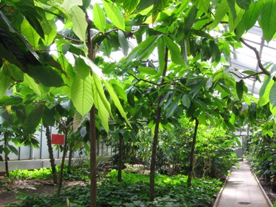 Blick in die Kakaoplantage