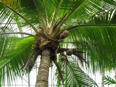 eine riesige Kokospalme mit Kokosnüssen