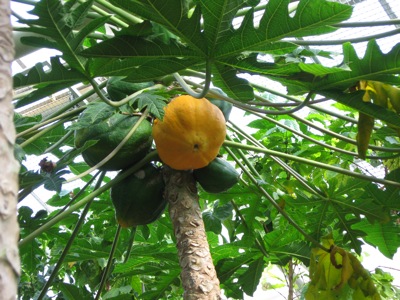 Reife Papaya an einer tragenden Papaya Staude