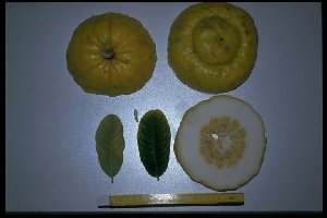 Citrus medica 'Corsican'