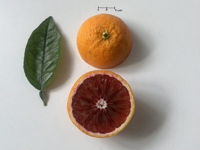Citrus sinensis ´Moro´